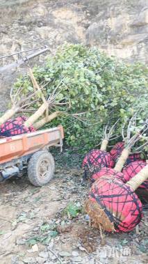 高度550厘米丛生五角枫