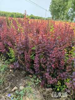 高度50厘米紫叶小檗