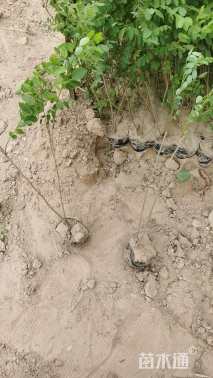 高度50厘米紫穗槐