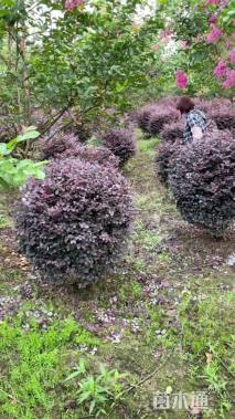 高度40厘米红花继木