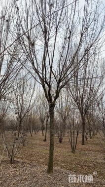 22公分秋紫白蜡