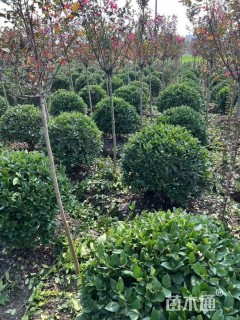 冠幅100厘米金森女贞球