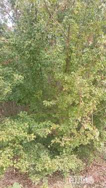 高度500厘米丛生三角枫