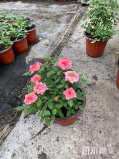 高度25厘米欧洲月季