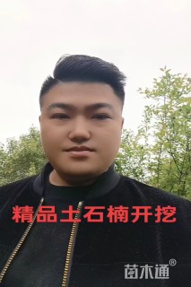 15公分无患子