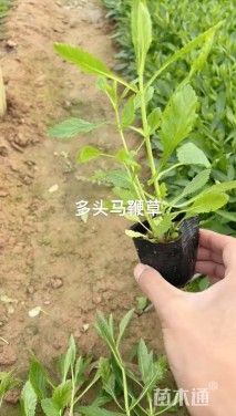 高度40厘米柳叶马鞭草