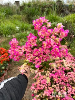 高度25厘米三角梅