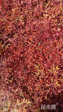 高度15厘米南天竹