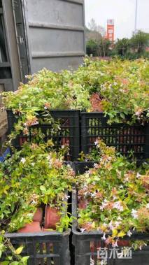 高度20厘米金叶大花六道木