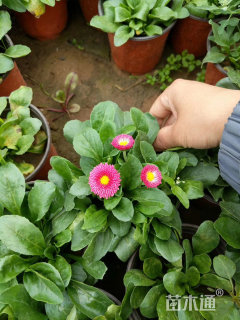 高度17厘米精品雏菊。