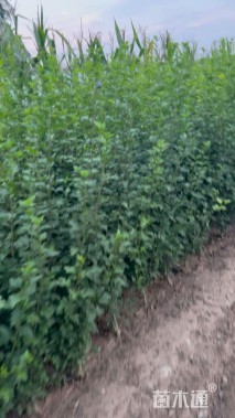 高度100厘米木槿