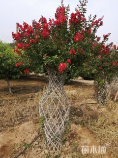 50公分紫薇花瓶