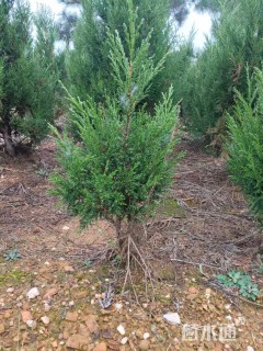 高度80厘米蜀桧