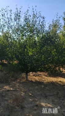 13公分骨里红梅