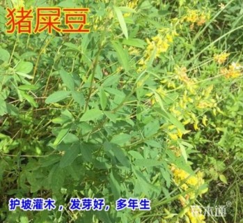 猪屎豆种子