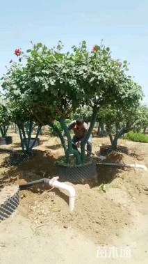 高度100厘米古桩月季