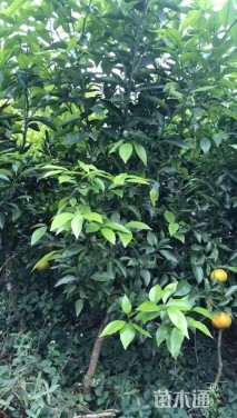 高度400厘米柑橘