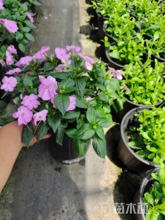 高度20厘米新几内亚凤仙