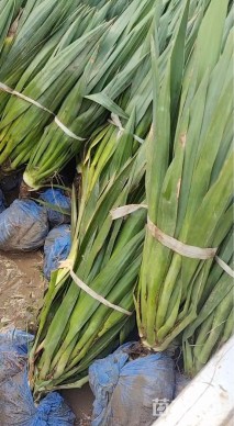 高度40厘米剑麻