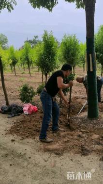 14公分大叶女贞