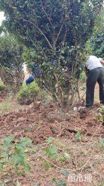 高度300厘米丛生紫薇