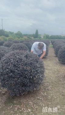 冠幅100厘米红花继木球