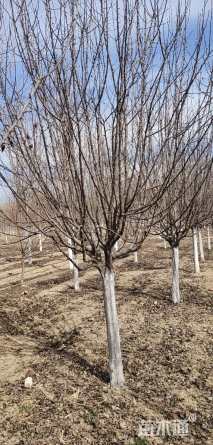 10公分绚丽海棠