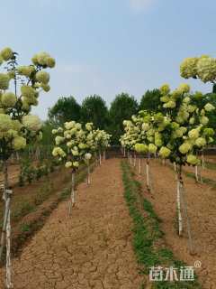 高度250厘米木绣球