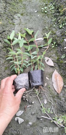 高度30厘米金丝桃小苗