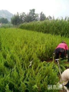 高度80厘米龙柏