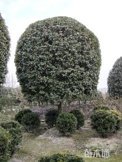 18公分朱砂桂