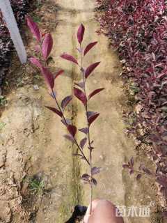 0.5公分紫叶矮樱