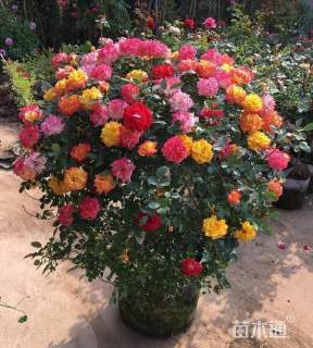 冠幅180厘米月季球