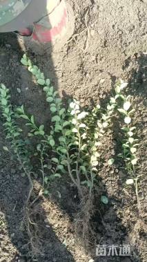 高度40厘米卫矛