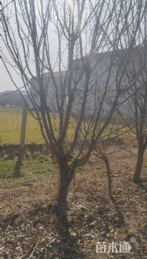 12公分山杏