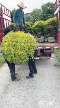冠幅120厘米亮晶女贞球