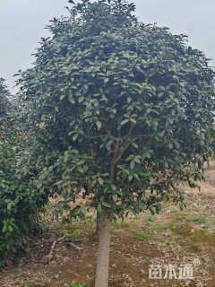 12公分桂花