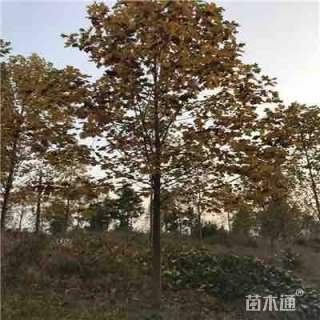20公分马褂木
