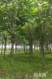 15公分巨紫荆