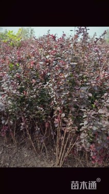 高度40厘米红叶小檗