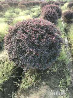 冠幅150厘米红花继木球