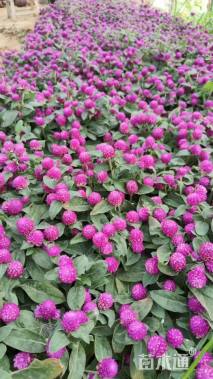 高度15厘米千日红