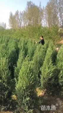 高度80厘米刺柏