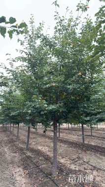 17公分染井吉野樱