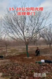 高度500厘米阳光樱