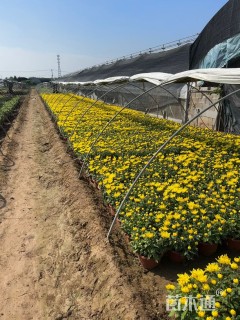 高度25厘米菊花