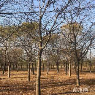 10公分皂荚