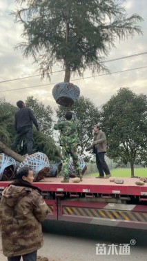 高度700厘米雪松