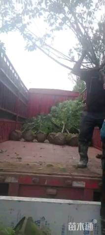 10公分花叶富贵榕