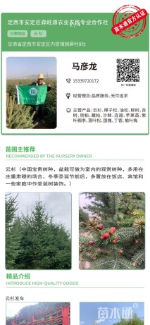 高度250厘米云杉